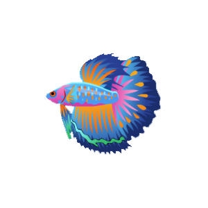 Parrotfish Betta